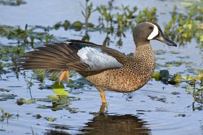 Blue-winged Teal.jpg