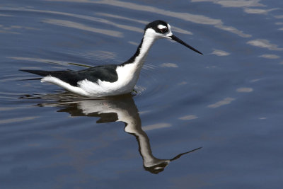 Black-necked Stilt in deep water.jpg