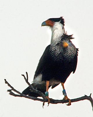 Crested Caracara adult .jpg