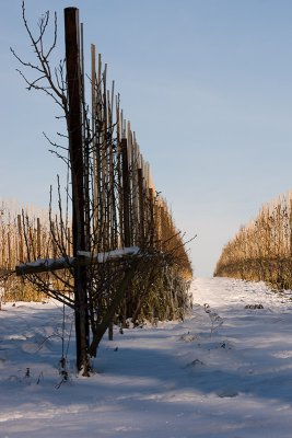 Orchard in the snow