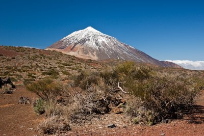 Teide and flora