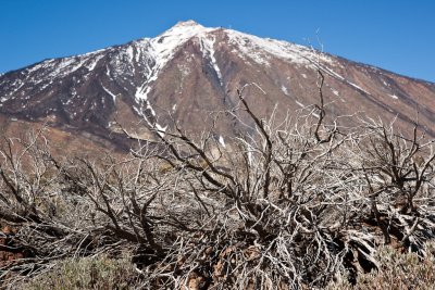 Teide and flora