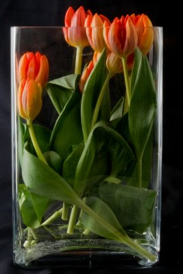 Tulipes sur fond noir