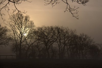 Horses And Fog