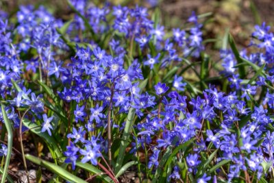 Spring Flowers