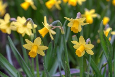 Daffodils