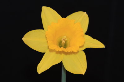 Daffodil