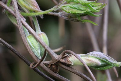 Clematis Buds