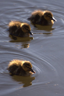 Ducklings