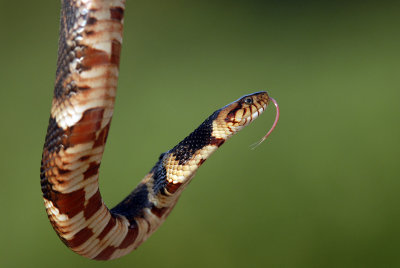 Broadbanded Watersnake