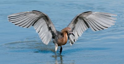 Reddish Egret