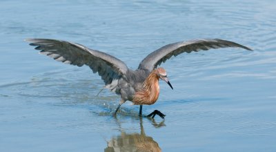 Reddish Egret