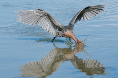 Reddish Egret