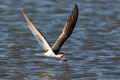 Black Skimmer