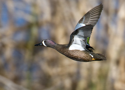 Blue-winged Teal