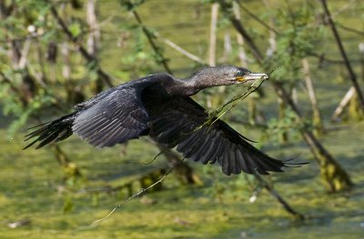 Cormorant  with nesting material