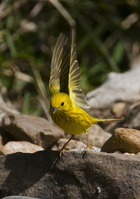 Yellow Warbler