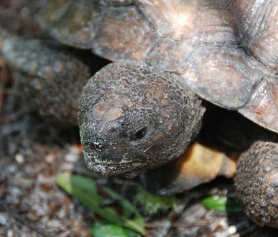 Resident Tortoise