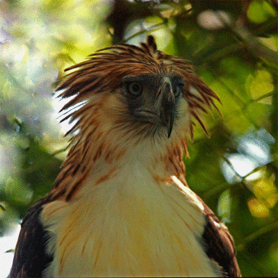 ...the endangered Philippine Eagle, Mt. Makiling