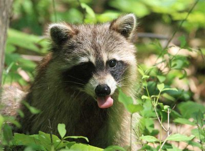 a racoon says...see you later...