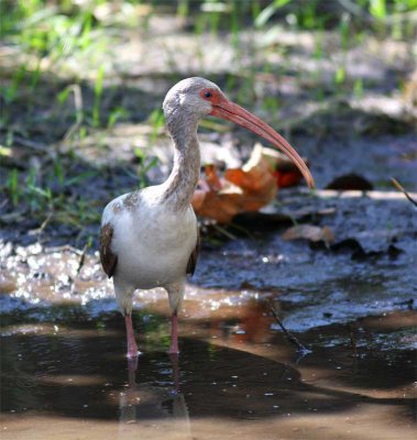 ibis