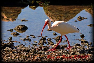white ibis