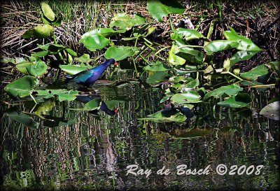 purple gallinule