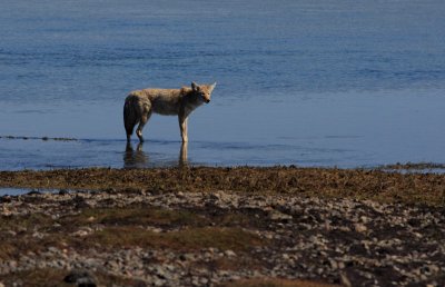 a hungry coyote