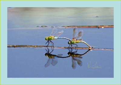 lotus_pond