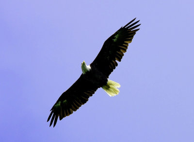 Birds of Prey, Various