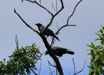 Amweican Crow