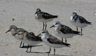 Sanderlings
