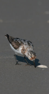 Sanderling