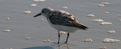Sanderling