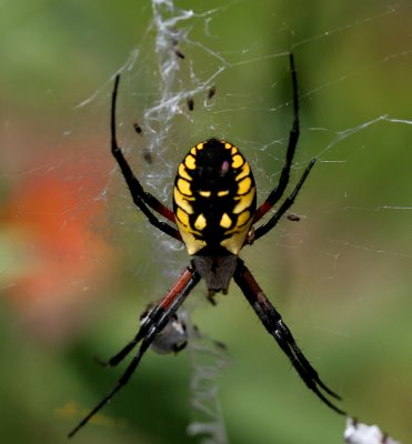 Insects & Spiders