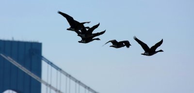 Brant Geese