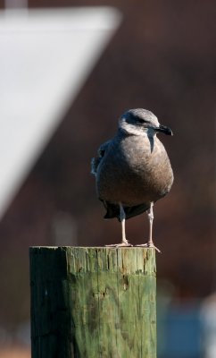 Herring Gull