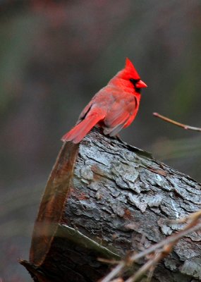 Northern Cardinal