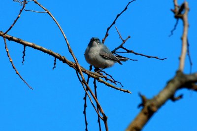 Blue-gray Gnatcatcher