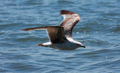 Herring Gull