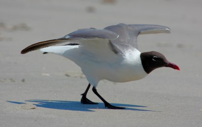 Laughing Gull