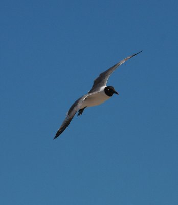 Laughing Gull