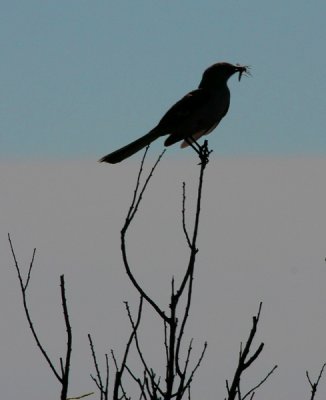 Great Crested Flycatcher