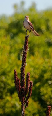 Great Crested Flycatcher