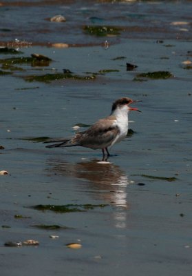 Common Tern, Juvenile