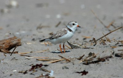 Piping Plover