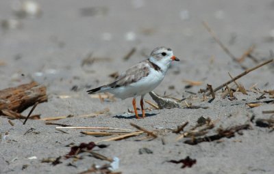 Piping Plover