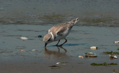 Piping Plover