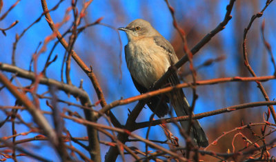 Northern Mockingbird