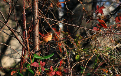 Carolina Wren